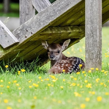 Deer Cottage 2 Uk39332 Biddenden Kültér fotó