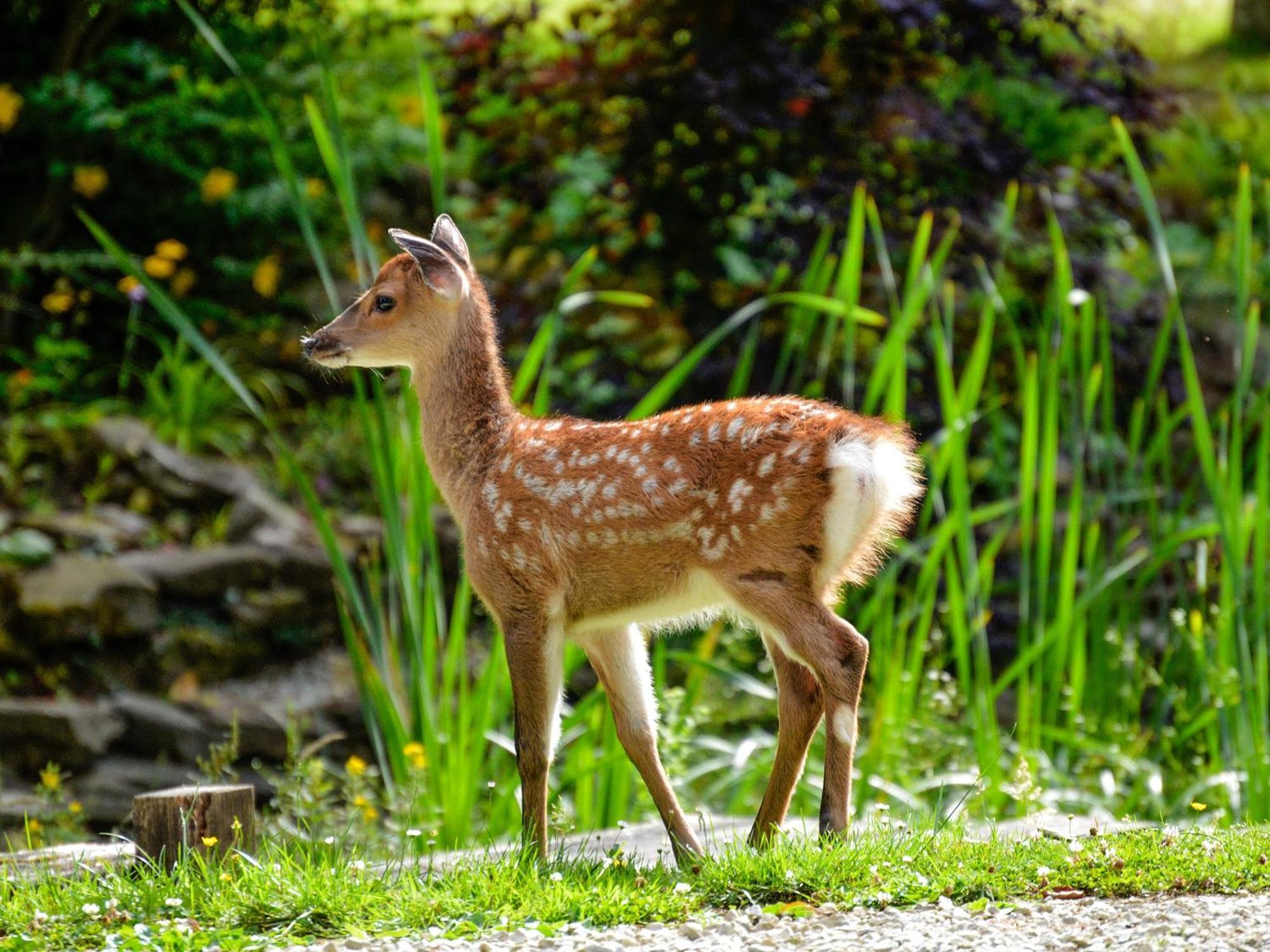 Deer Cottage 2 Uk39332 Biddenden Kültér fotó