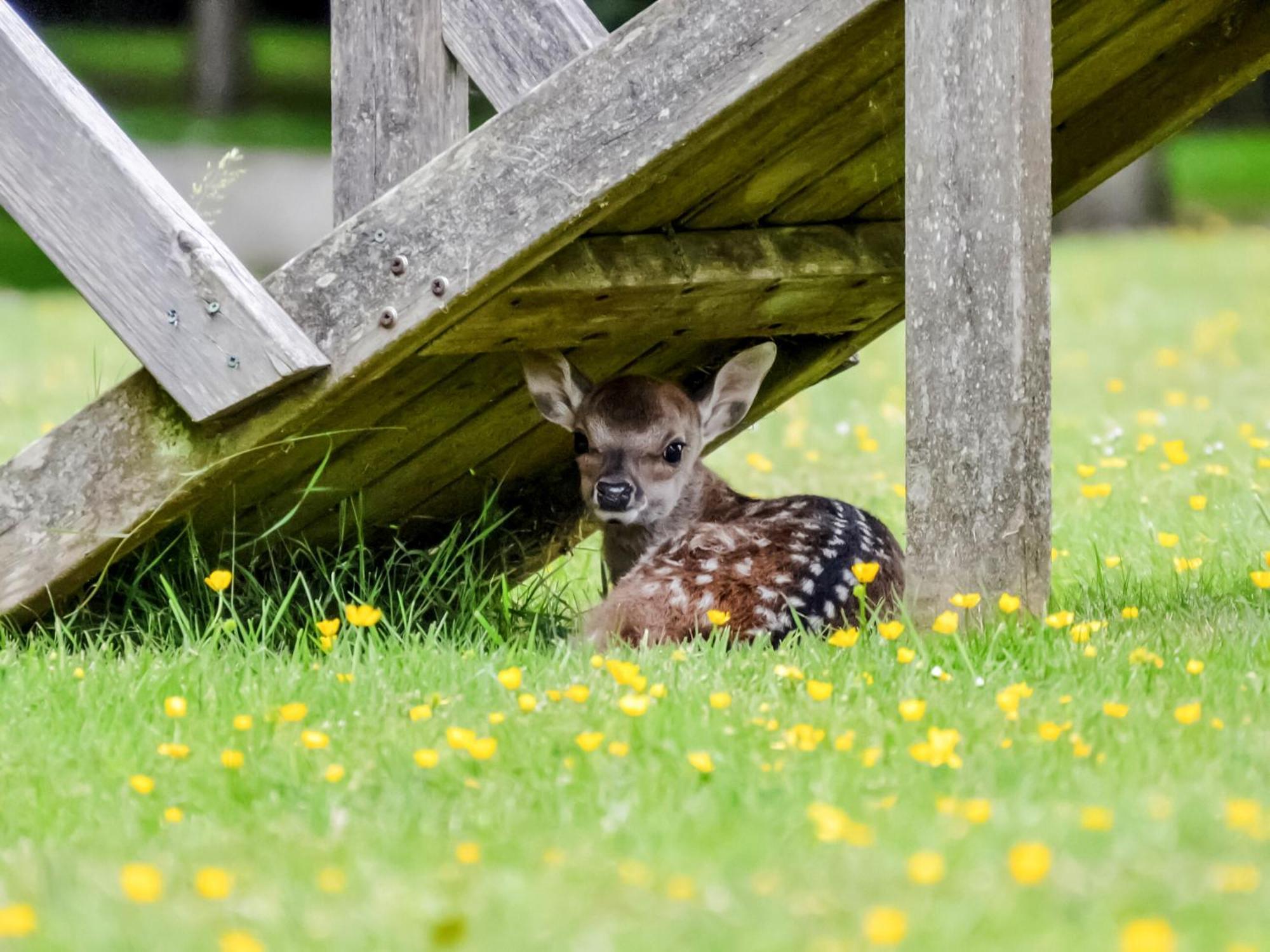 Deer Cottage 2 Uk39332 Biddenden Kültér fotó
